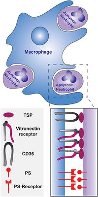 Diversity and Versatility of Phagocytosis: Roles in Innate Immunity, Tissue Remodeling, and Homeostasis